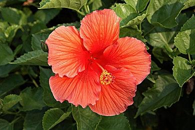 瓦格纳模拟器？即时战略游戏《私人军事经理》参加Steam新品节